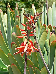 Aloe plicatilis 2.jpg