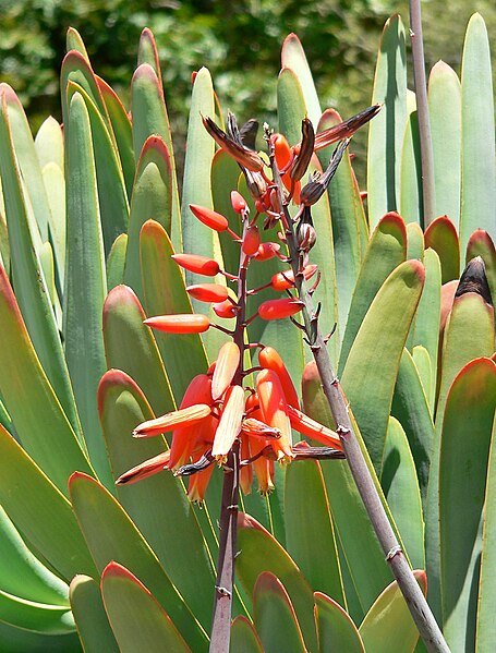 Fil:Aloe plicatilis 2.jpg