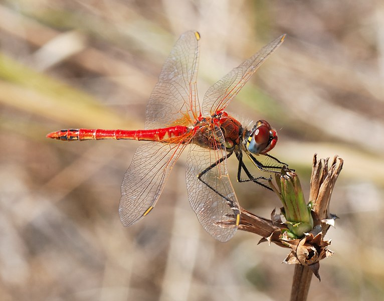 Fil:Darter August 2007-21.jpg