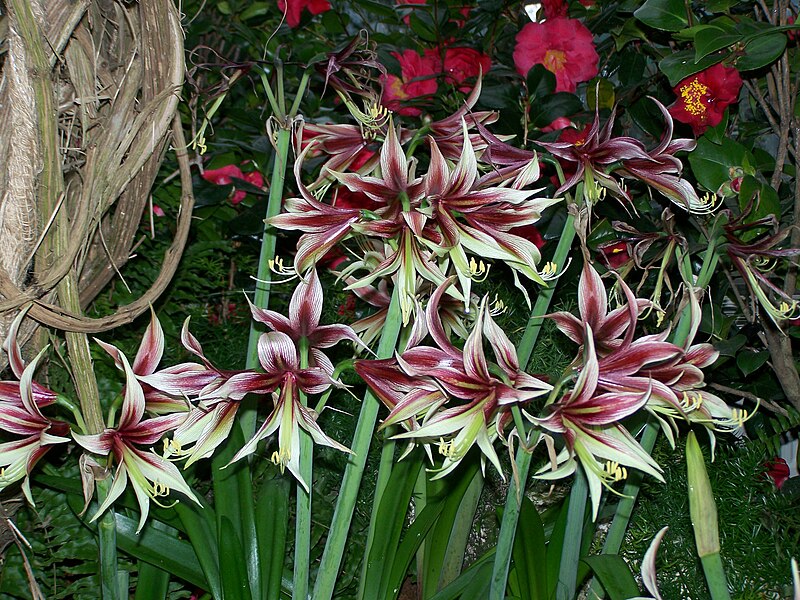 Fil:Hippeastrum papilio.jpg