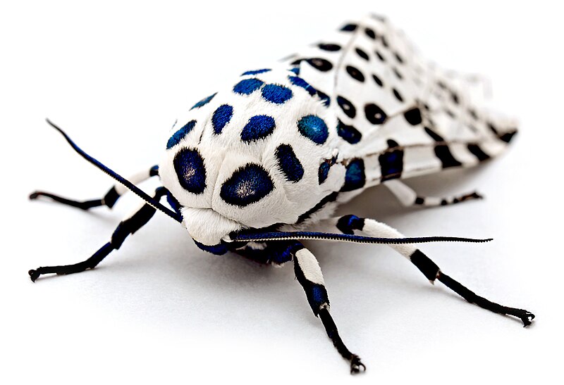 Fil:LeopardMothBlueSpots edit2.jpg