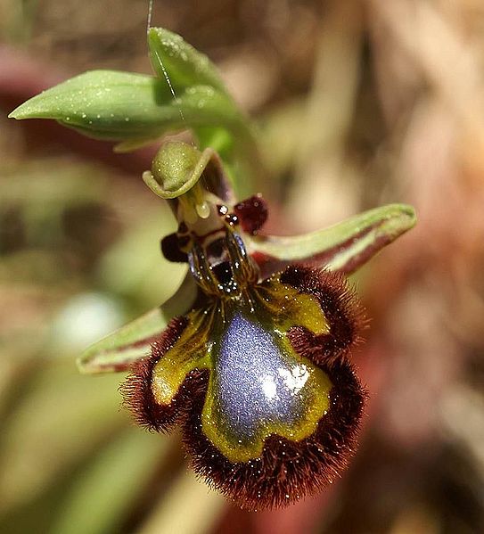 Fil:Ophrys speculum Mallorca 02.jpg