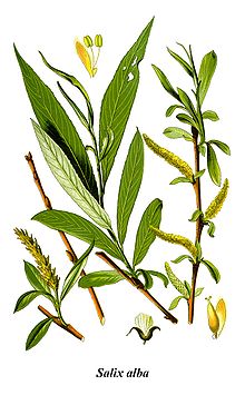 Vitpil (Salix alba)