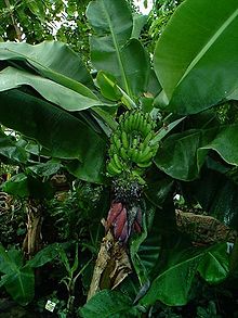 Bananplanta