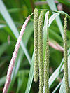 Carex pendula0.jpg