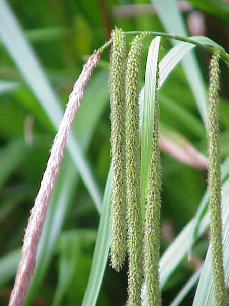 Fil:Carex pendula0.jpg