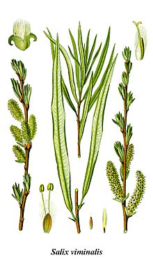 Cleaned-Illustration Salix viminalis.jpg