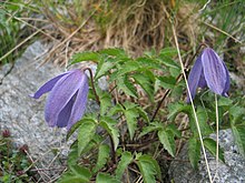 Alpklematis (Clematis alpina)