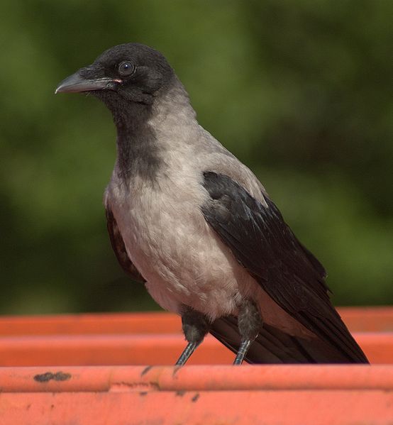Fil:Corvus corone ssp cornix aka Hooded Crow in Sweden july 2006.jpg