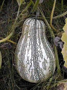 Cucurbita argyrosperma 2.jpg