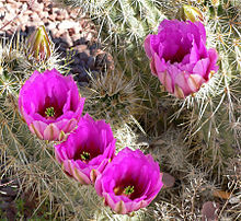 Echinocereus engelmannii 6.jpg