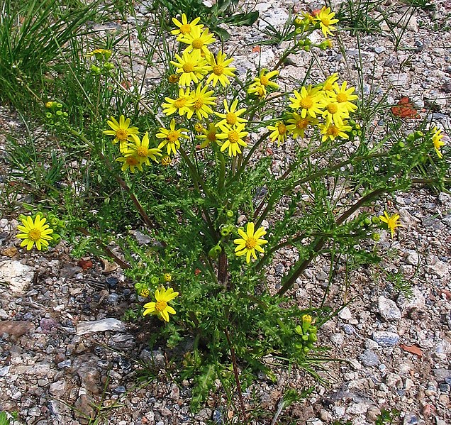 Fil:Frühlings-Greiskraut (Senecio vernalis) 2.jpg