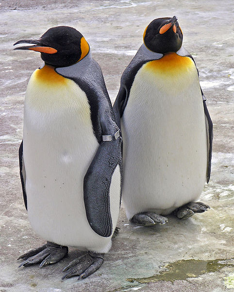 Fil:Penguins Edinburgh Zoo 2004 SMC.jpg