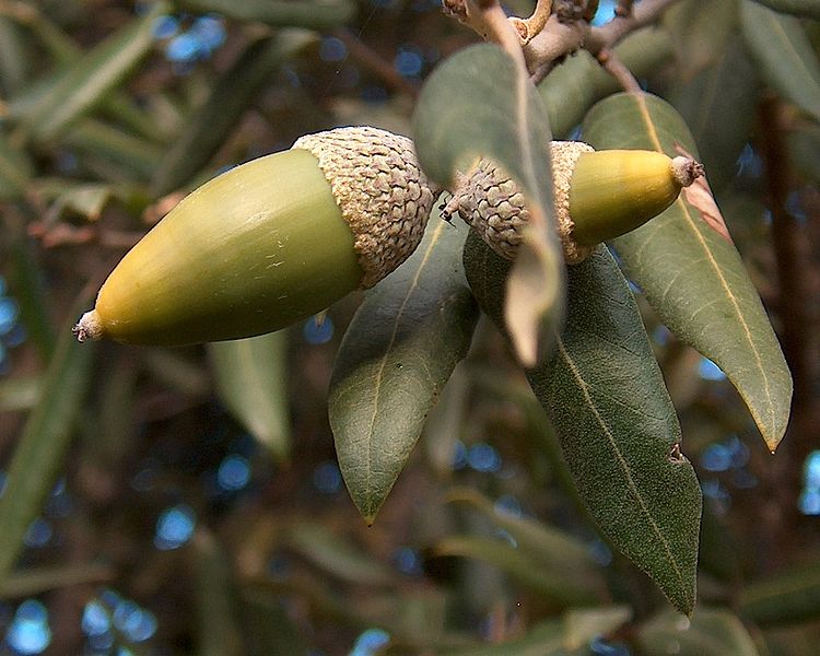 Fil:Quercus ilex g3.jpg