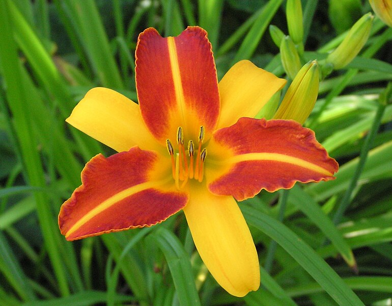 Fil:Single striped daylily.jpg