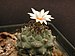 Turbinicarpus-schwarzii.JPG