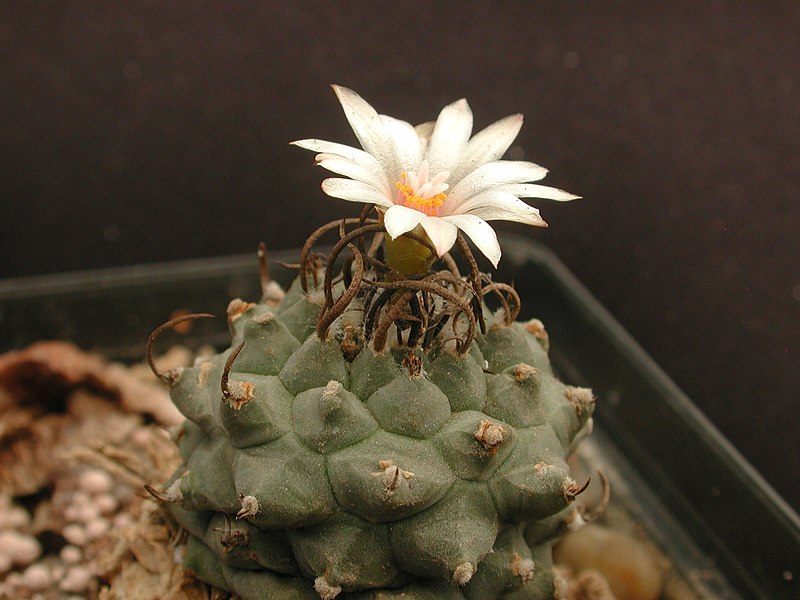 Fil:Turbinicarpus-schwarzii.JPG