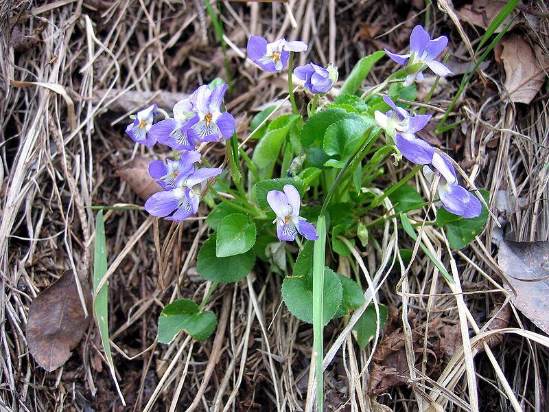 Fil:Viola collina.jpg