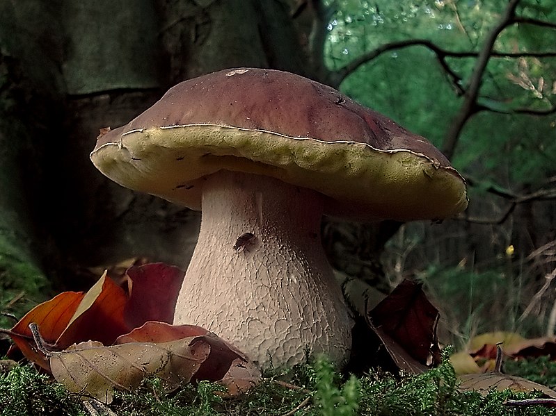 Fil:Boletus edulis (Tillegem).jpg