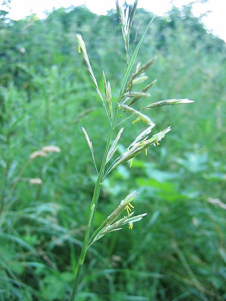 Fil:Bromus inermis.jpeg