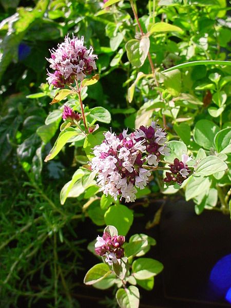 Fil:ChristianBauer flowering oregano.jpg