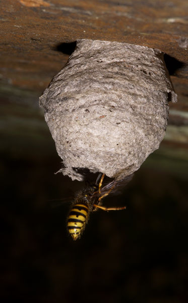 Fil:Common wasp, Queen and nest.jpg
