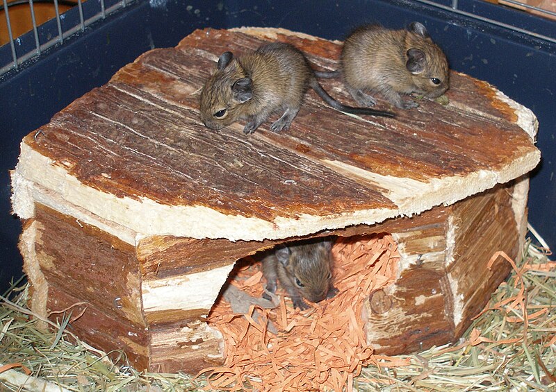 Fil:Degu pups.jpg