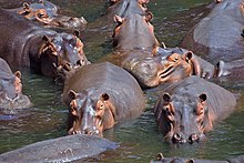 Flodhästar i Luangwadalen i Zambia.