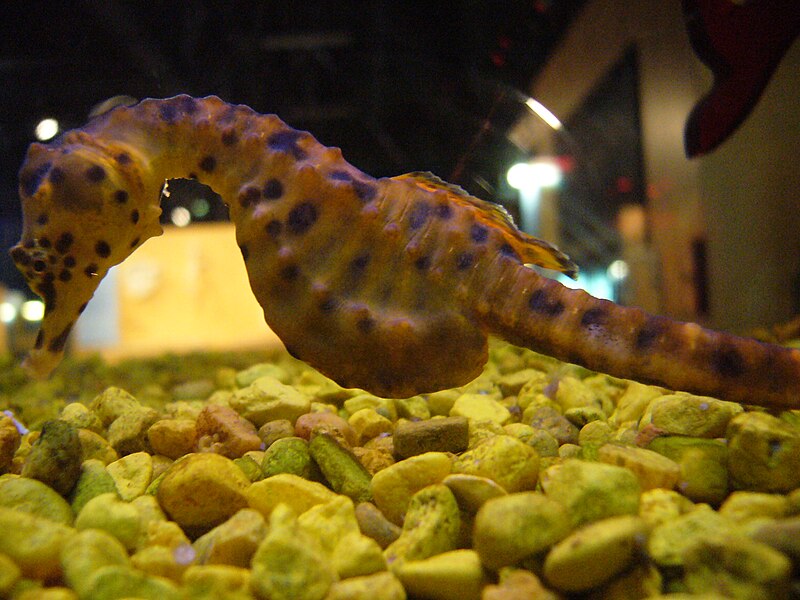 Fil:Hippocampus abdominalis.002 - Aquarium Finisterrae.JPG