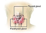 Tyroidea och paratyreoidea
