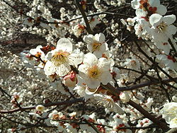 Ume-blommor (mars)