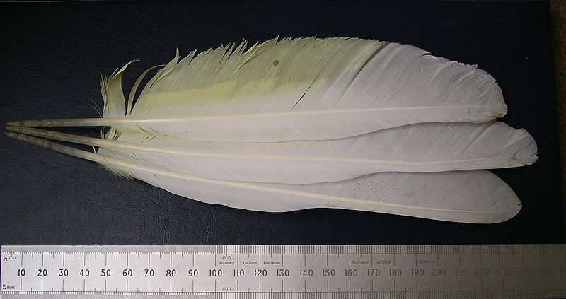 Fil:Upper side umbrella cockatoo wing.JPG