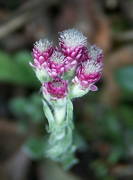 Fil:Antennaria dioica.jpg