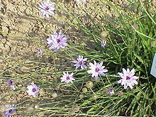 Blå gräsfibbla (C. caerulea)
