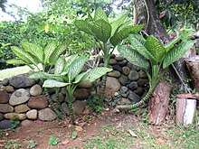 Brasilianskt prickblad (D. bowmannii)