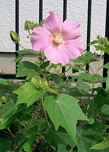 Hibiscus mutabilis1.jpg