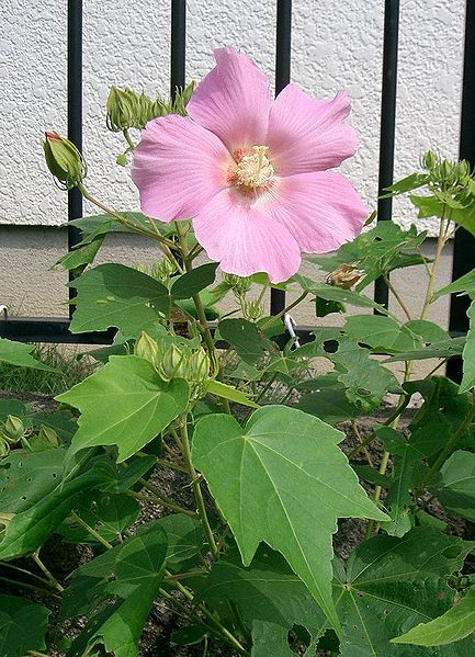 Fil:Hibiscus mutabilis1.jpg