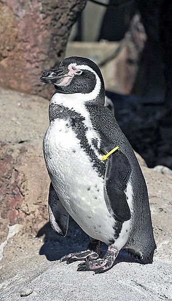 Fil:Humboldt Penguin.jpg