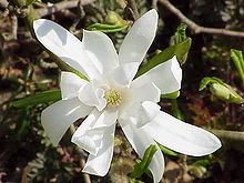 Magnolia stellata6.jpg