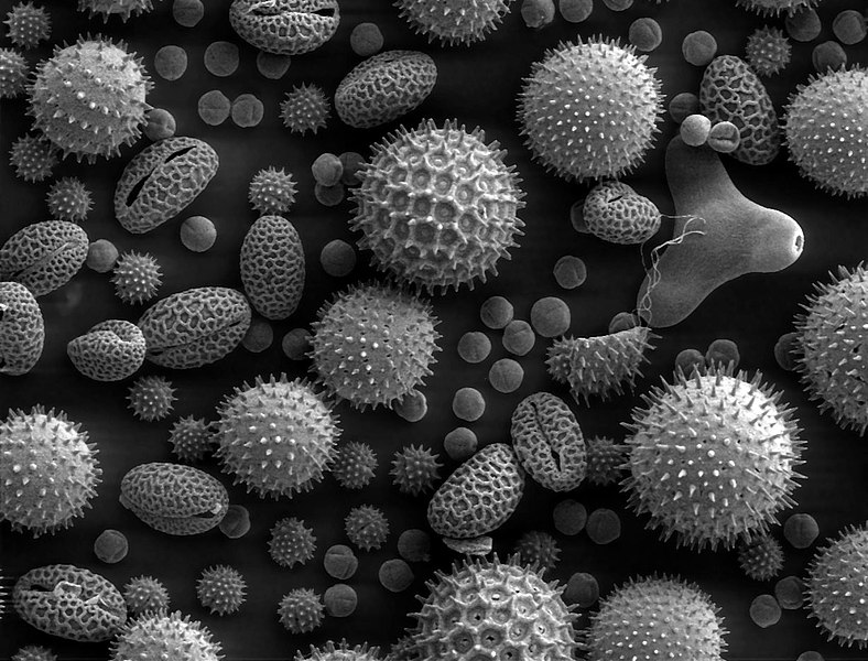 Fil:Misc pollen.jpg