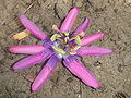 Fil:Passiflora loefgrenii1.jpg