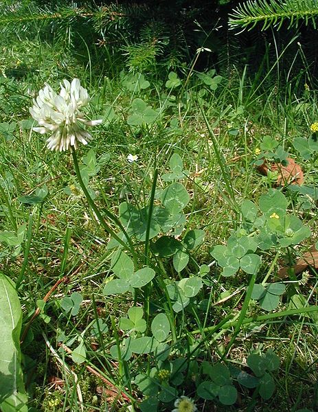 Fil:Trifolium-repens-total.JPG