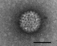 Blåtungevirus i stark förstoring