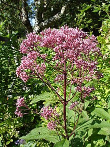 Rosenflockel (E. purpureum)