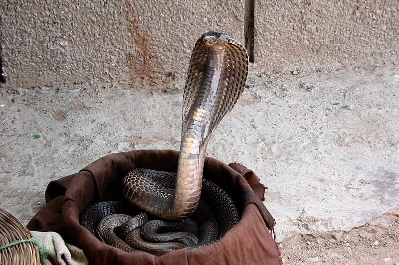Fil:Indian cobra.jpg