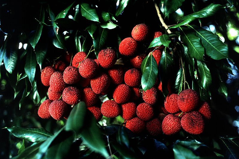 Fil:Lychee.jpg