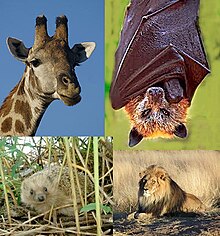Giraff, Fladdermus, Igelkott och Lejonhane