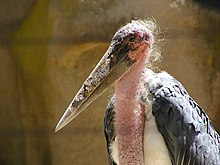 Mstork (Webb).jpg