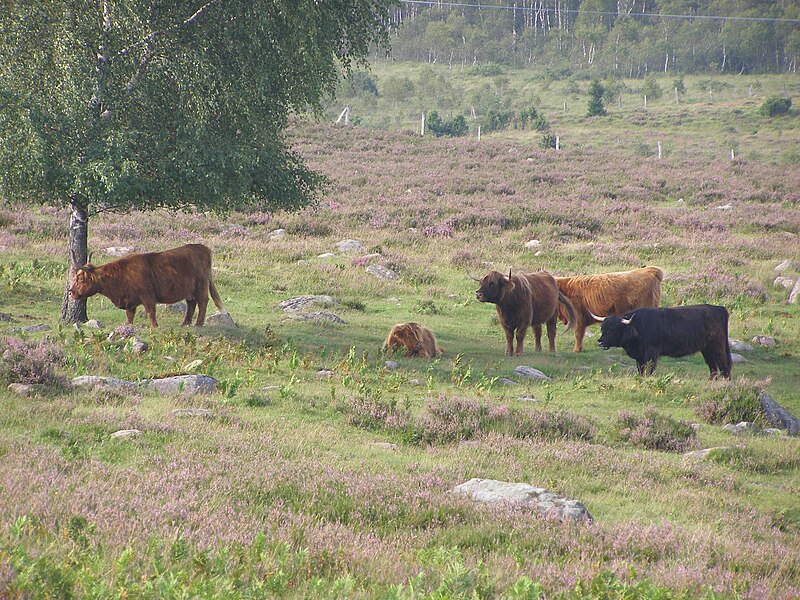 Fil:Mästocka ljunghed, highland cattle.JPG