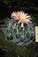 Coryphantha